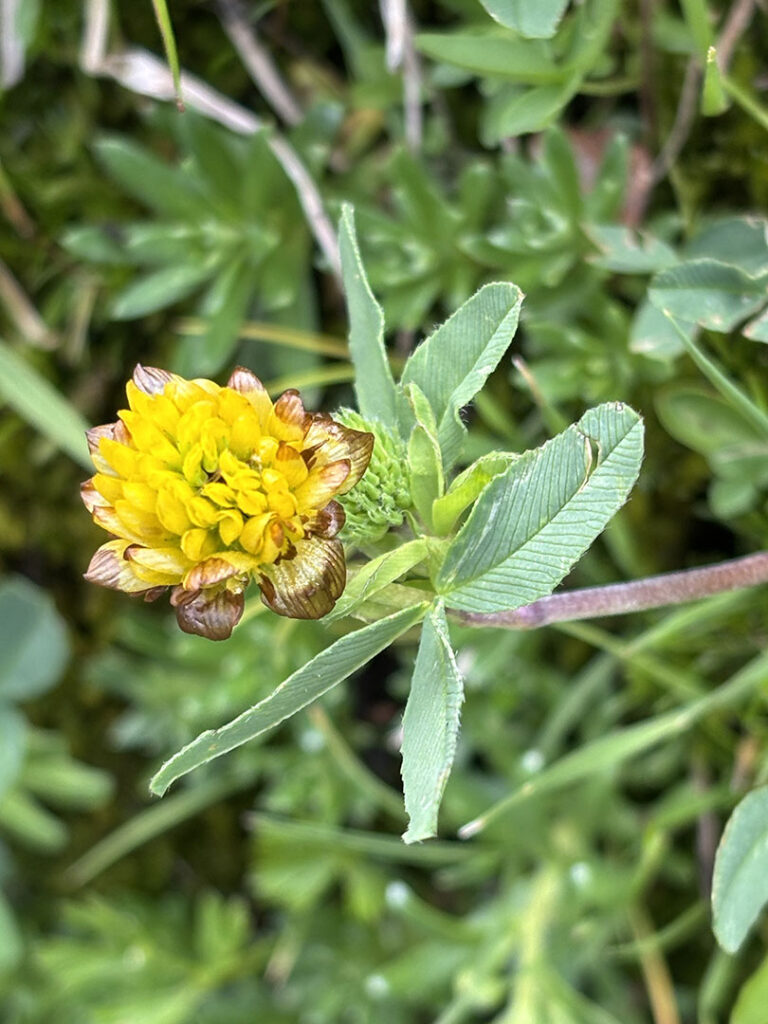 Trifolium badium