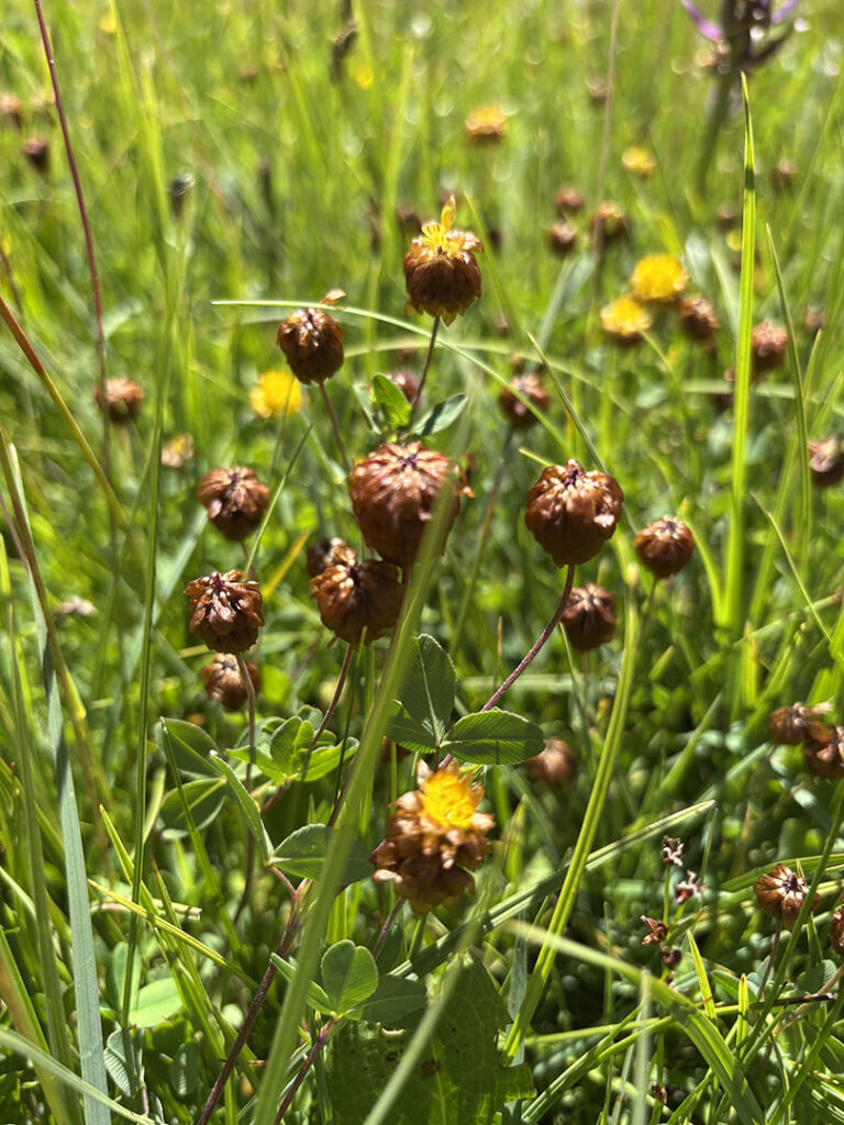Trifolium badium