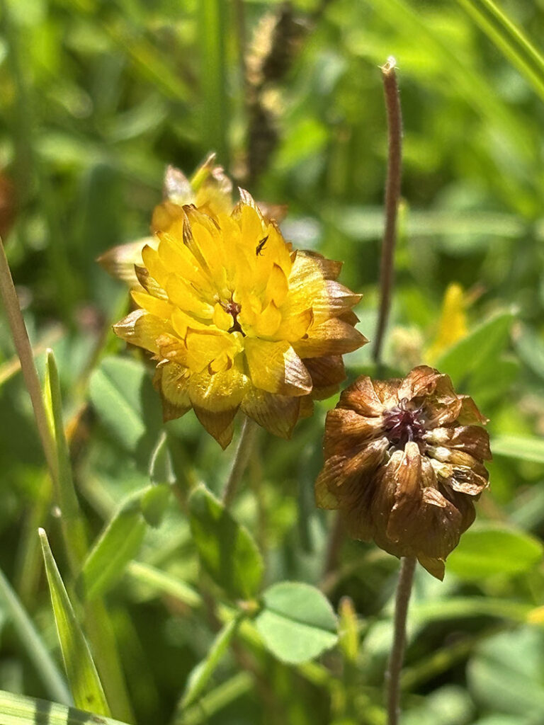 Trifolium badium