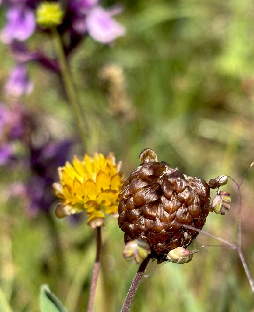 Trifolium badium